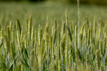 Fototapeta premium a field with green wheat in sunny weather