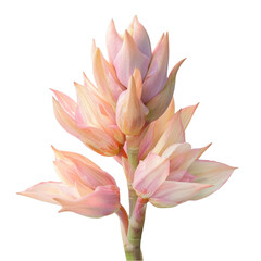 A pink flower on a stem in the transparent background