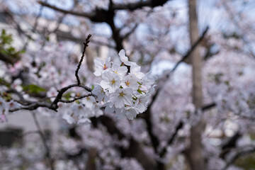 桜