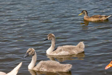 grey chicks of the white sibilant swan with grey down
