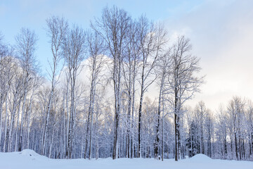 Beautiful winter landscape. Fabulous winter forest. Trees covered with snow. Snowstorm, heavy snowfall. - Powered by Adobe