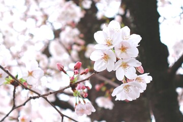 薄ピンクが綺麗な桜のアップ