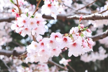 薄ピンクが綺麗な桜のアップ