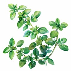 Freshly picked thyme, watercolor style, vibrant green on white background