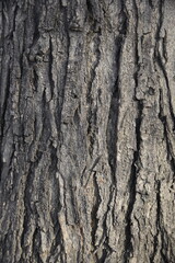 premium old wood texture natural color wood texture abstract background