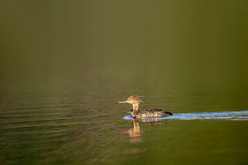 Red-breasted merganser, Mergus serrator, waterfowl diving duck, a female of the sawbills wanders around with her young. Merganser, ocean surface, blue water.