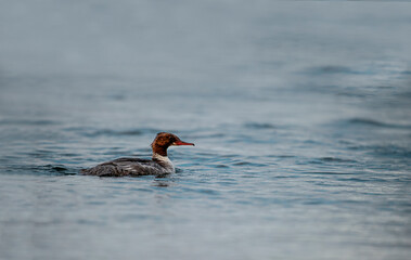 Red-breasted merganser, Mergus serrator, waterfowl diving duck, a male sawbill Merganser, ocean surface, blue water.