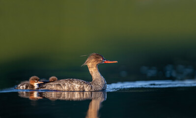 Red-breasted merganser, Mergus serrator, waterfowl diving duck, a female of the sawbills wanders around with her young. Merganser, ocean surface, blue water.
