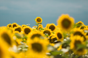 Standing out from the crowd concept. Wonderful panoramic view of field of sunflowers by summertime. One flower growing taller than the others