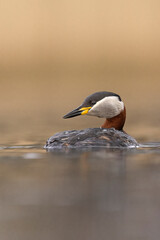 red-necked grebe water birds