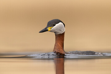red-necked grebe water birds