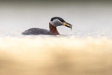 red-necked grebe water birds