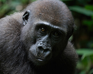 Female Western lowland gorilla, Gorilla gorilla gorilla, in  Dzanga-Sangha Special Reserve, Central...