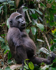 Female Western lowland gorilla, Gorilla gorilla gorilla, in  Dzanga-Sangha Special Reserve, Central African Republic