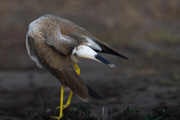 African wattled lapwing (Vanellus senegallus)