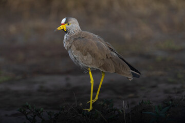 African wattled lapwing (Vanellus senegallus)