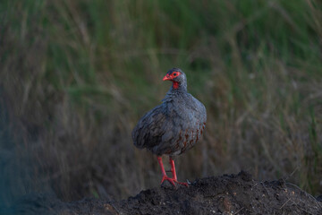 Red necked spurfowl (Pternistis afer)