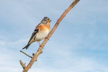 Brambling male, perched on a branch, in a forest in Scotland, close up in winter