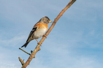 Brambling male, perched on a branch, in a forest in Scotland, close up in winter
