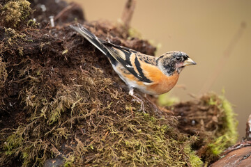 Brambling, male, perched on a branch in a forest in the winter close up in Scotland, uk
