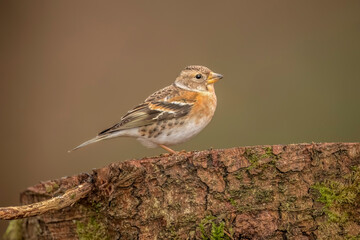 Brambling, female, perched on a branch in the forest, looking for food in the winter close up in Scotland, uk