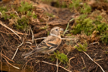 Brambling, female, perched on the forest floor, looking for food in the winter close up in Scotland, uk