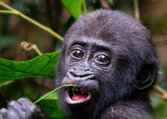 Juvenile Western lowland gorilla, Gorilla gorilla gorilla, in  Dzanga-Sangha Special Reserve, Central African Republic