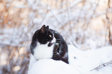cute cat sitting on fence covered with snow, pet walking outdoors on winter nature,rural scene