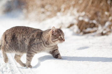 tabby gray cat walking on winter nature, standing in snow on background of bush