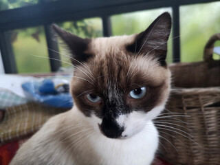 portrait of young Siamese cat 