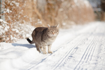 tabby grey cat standing on rural road covered with snow, careful pet walking on winter nature