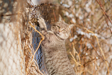 funny striped cat climbing a branch on a fence, pet walking outdoors on nature