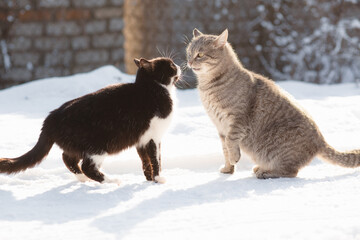 two cats boy and girl met on the street and curiously sniff each other, animal relations concept