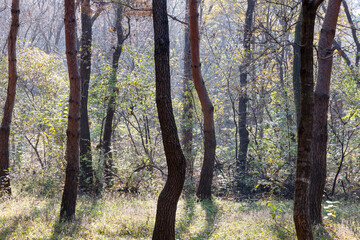 autumn in the forest