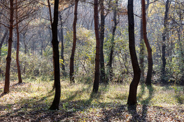 autumn in the forest