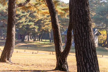 autumn in the park