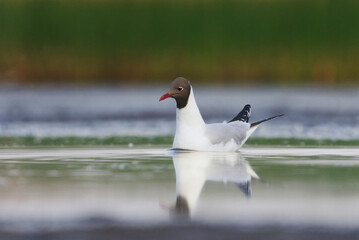 Black-headed gull (Chroicocephalus ridibundus) swimming in the wetlands in summer.