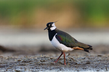 Northern lapwing (Vanellus vanellus) searching for food in the wetlands in summer.