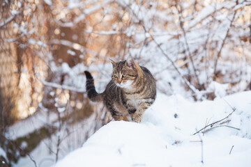 funny tabby cat sitting on fence covered with snow, pet walking outdoors on winter nature