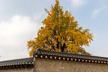 autumn leaves on the roof