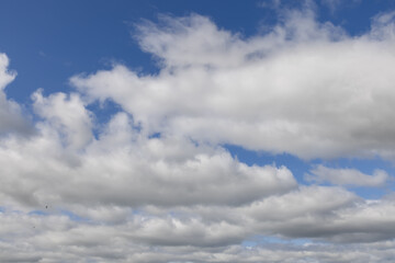 Fototapeta premium A vast expanse of blue sky, punctuated by an array of fluffy, white cumulus clouds, stretches out towards the horizon, offering a serene and dynamic backdrop perfect for design and creative projects