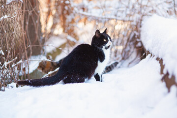 portrait of black and white cat hunting outdoors, pet on background of snowy nature, wildlife concept