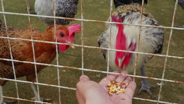 Feeding chicken Gallus gallus domesticus on the farm cage. The footage is suitable to use for animal farm daily life and animal zoo content media. 