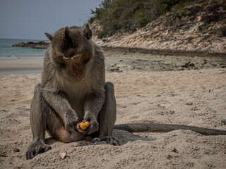 monkey macaque sitting on a beach