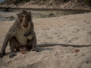 monkey macaque sitting on a beach