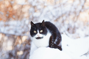 winter portrait of cat with funny coloring walking outdoors, pet on background of snowy nature