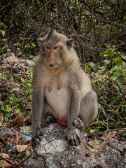 monkey macaque sitting on a beach