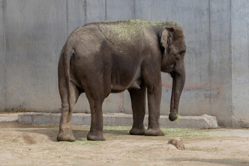 Asian elephant (Elephas maximus) in the zoo, Thailand