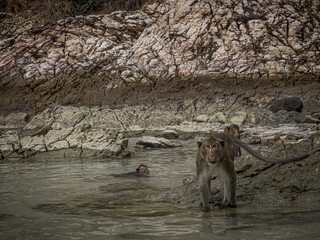 Obraz premium monkeys swimming and sitting on rocks, interesting macaques
