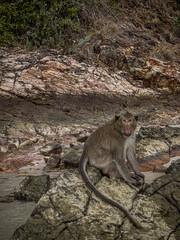 monkeys swimming and sitting on rocks, interesting macaques